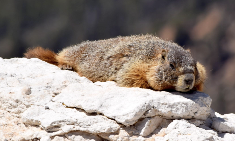 Quinn's Eco Corner - 6 Marmot Weeks of Winter — Bear Valley